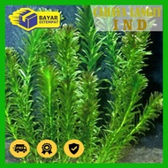 HIJAU Hydrilla Green Algae - Egeria