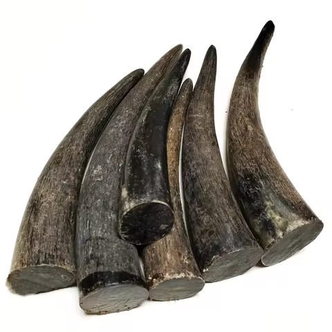 1 PC Solid Yak Horns Authentic Black OX Horn Tibetan Crafts Raw Engraving Materials for Cigarette Ho