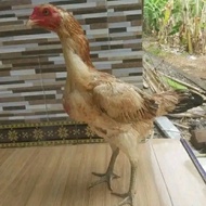 Babon Mangon Batik