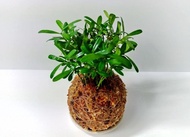 居家幸福苔球 苔玉 智利原色水苔 五行幸運植物 羅漢松