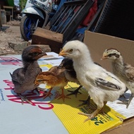 TERBARU !! AYAM PELUNG ASLI CIANJUR - AYAM PELUNG ASLI