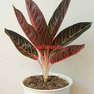 tanaman hias Aglonema red Sumatra / Aglonema red sumatra