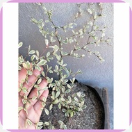 Variegated@Ds;African=z~Talisay_f:Live%uy:outdoor%bK:garden%VA:decor%aX:in&Bx;seed ling bag