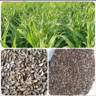 maramais seeds ( 60 seeds )