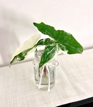 水種 白錦合果芋/斑葉合果芋 Syngonium podophyllum variegata