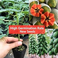 Dwarf Papaya Seeds, Red Flesh Fruit Papaya Seeds, Taiwan Red Princess Milk Large Green Papaya Seeds