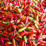 MERAH Fresh Red Cayenne Pepper Chili Seasoning Lombok Impling