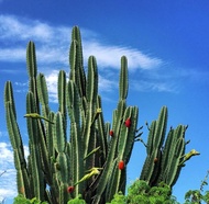 ต้นจามาคารู ทานผลได้ ไม้ลำ ประดับตกแต่ง (Cereus Jamacaru)🌵