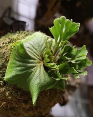 P. Ridleyi silvery dwarf 侏儒銀葉亞猴