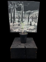 Eriospermum dregei 霧冰玉 Asparagaceae天門冬科 Eriospermum霧冰玉屬