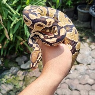Ball Python morph yellow belly het clown male