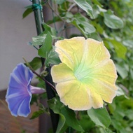 [Local Growing]Climbing Vine Morning Glory Seed Garden Climbing Climbing Vine Plant