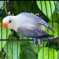 burung love bird murah biola euwing blue lovebird