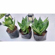 Dwarf Dragon Tongue Plant Air Purifying