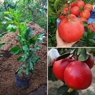 bibit tanaman jeruk bali pamelo hasil okulasi