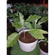 POKOK TERUNG PANJANG LECKAT(332)