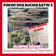 rina • anak pokok Doa bucida batik S • variegated tree landscape live plant molineti putih tadah lan