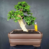 Bonsai Tanaman Hias Pohon Serut Mini Streblus Asper Prospek Kontes