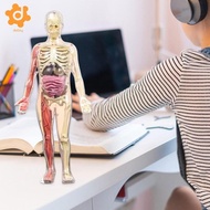 [utruiut0k] 3D Human Body Model DIY Skeleton Toy,Removable Parts,Glow in Dark Educational