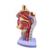 [yiodusi] Human Anatomical Nasal Cavity Throat Anatomy Model 4.74.79.5 Inches
