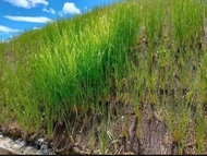 JPY Online shop  / 100 pcs Vetiver Grass ( Chrysopogon zizanioides ) Slips For Slope Protection Soil
