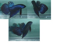 Wild Betta Mahachai hibrid blue male random pick ikan laga / fighter fish