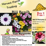 Biji Benih Bunga Cape marguerite 10 Pcs+- Flower seed sunflower seeds daisy dahlia asparagus 南非万寿菊种子花種子四季耐热蔬菜種子 pokok