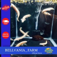 promosi palmas albino