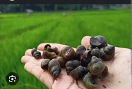 Tutut sawah higienis 1kg hidup hegeenis