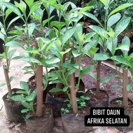 daun afrika daun klorofil segar herbal organik
