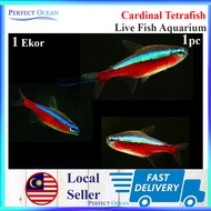 Cardinal TetraFish Live Fish Aquascape Aquarium Ikan Hidup 1 Ekor 2-3cm 🌊READY STOCK🌊 | Perfect Ocean