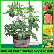 100% Original Sweet Juicy Mini Watermelon Fruit Seeds for Sale (15pcs Fruit Seeds for Planting) Edib