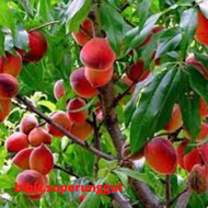 Bibit Buah Persik/ Peach Bibit Pohon Buah Persik Cangkok
