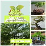 20 butir biji benih bonsai geometri/bucida/black olive