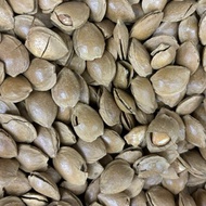 ROASTED APRICOT SEED BERKULIT