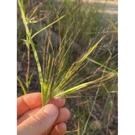 Biji benih rumput misai adam/misai ali/ janggut adam/ bulu perindu 10 pcs