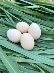 ไข่ไก่ชนพม่า ไข่เชื้อ ขายเป็นชุดเฉลี่ยฟองละ80฿ “พ่อพันธุ์เจ้าบัวขาว”สายพม่าเหลี่ยมลีลาม้าล่อรำวง