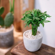 【室內盆栽】馬拉巴栗盆栽 升遷 觀葉植物 盆栽 開幕盆栽 發財樹