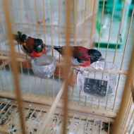 Terlaris Burung Red Siskin Klasik Warna Murni Genetik Burung Merah