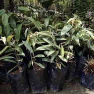 Pokok durian D24 memang terbaik