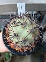 阿根廷原產 強刺習志野 黑灰強刺 NT-177 Tephrocactus geometricus多肉植物 仙人球 潮流植物  龍舌蘭 塊根SRL