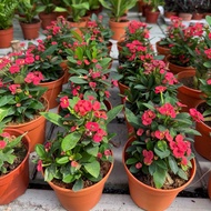 Euphorbia milii / Crown of Thorns Plant
