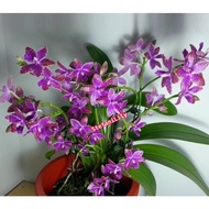 [ 4.Species + Fragrant ] Phalaenopsis lueddemanniana - Orchid Seedling