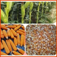 ▧ ✎ HYBRID CORN HYBRID CORN SEEDS DEKALB/PIONEER (1Kilo) FEEDS CORN (BINHI) 1KILO DEKALB/PIONEER