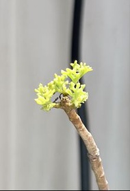 羽葉厚敦菊 產地株塊根 多肉植物 霸王藍 藍棘葉 象牙宮龜甲龍 龍舌蘭漆樹乳香凱撒嚴龍黑王丸孤龍丸植木鉢田口潤 kikko
