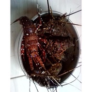 Lobster Laut Hidup Best Seller