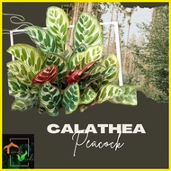 【hot sale】 Calathea Peacock Live Plants