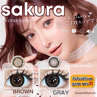 คอนแทคเลนส์ Sakura : Gray - Brown / ยี่ห้อ Wink Lens / Pitchy Lens / Pretty Doll ( ค่าสายตาปกติถึง -