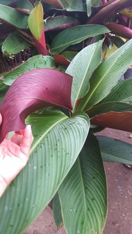 Calathea RED Lutea tobacco landscape outdoor Garden