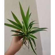 Spider Plant 吊兰 Medium Size